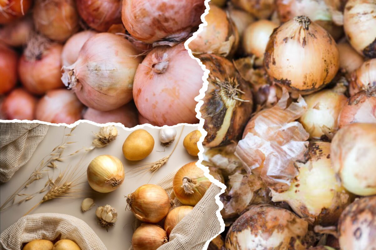 Городники розповіли, коли потрібно збирати цибулю та як її зберігати