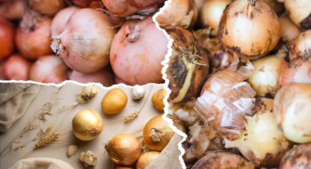 Збираю вчасно – зберігається довго: що треба знати, щоб цибуля пролежала понад 9 місяців 