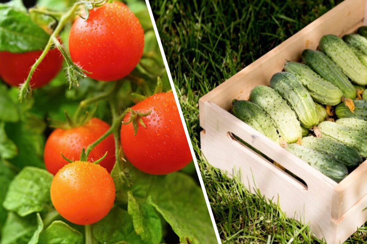 Дачники розсекретили найкраще вересневе добриво для помідорів і огірків