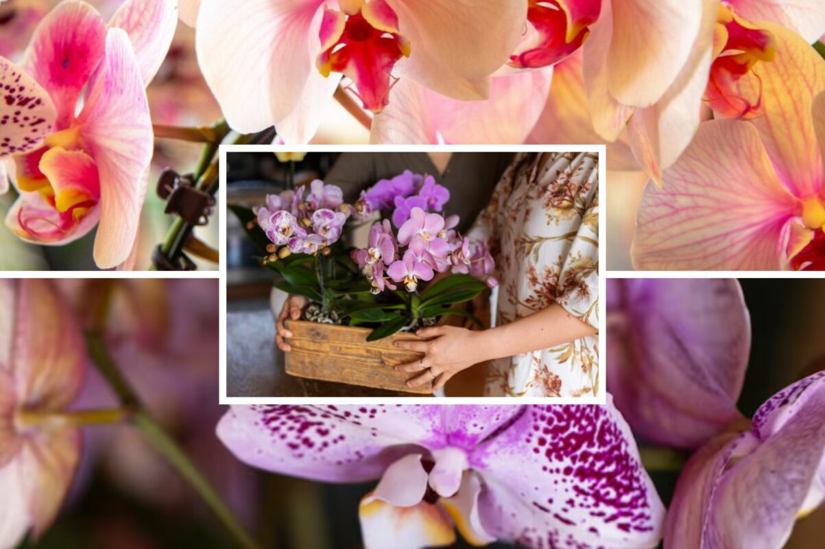 Квітникарі розповіли, що зробити з орхідеєю, щоб вона цвіла безперервно