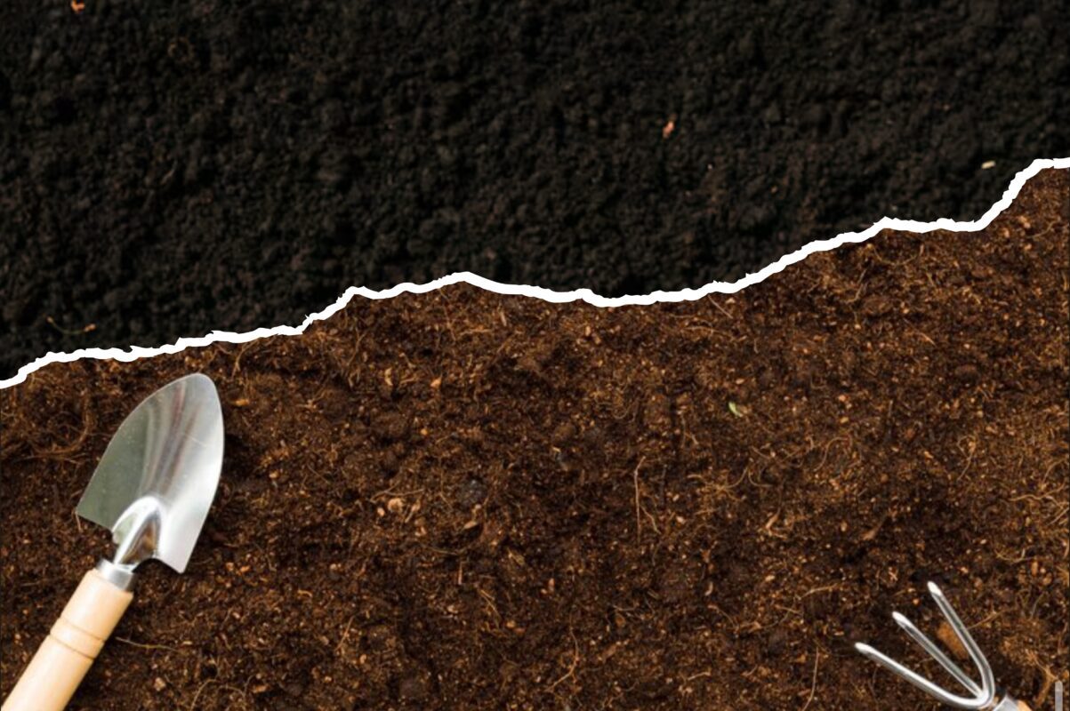 Городники розповіли, чим і як ефективно обробити ділянку від фітофторозу