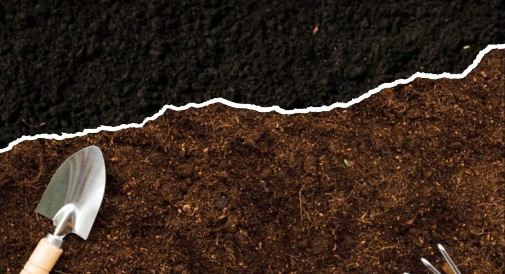 Лише 1 дія – і фітофторозу не буде: чим обробити ділянку восени – не проґавте 