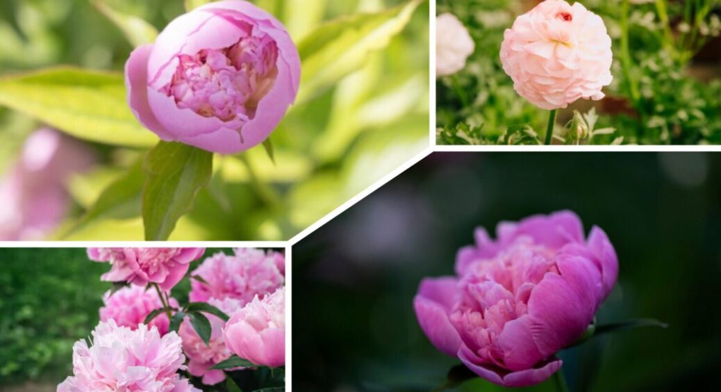 1 хитрість з півоніями у вересні 2025 – будуть цвісти рясно й безперервно – що слід зробити 