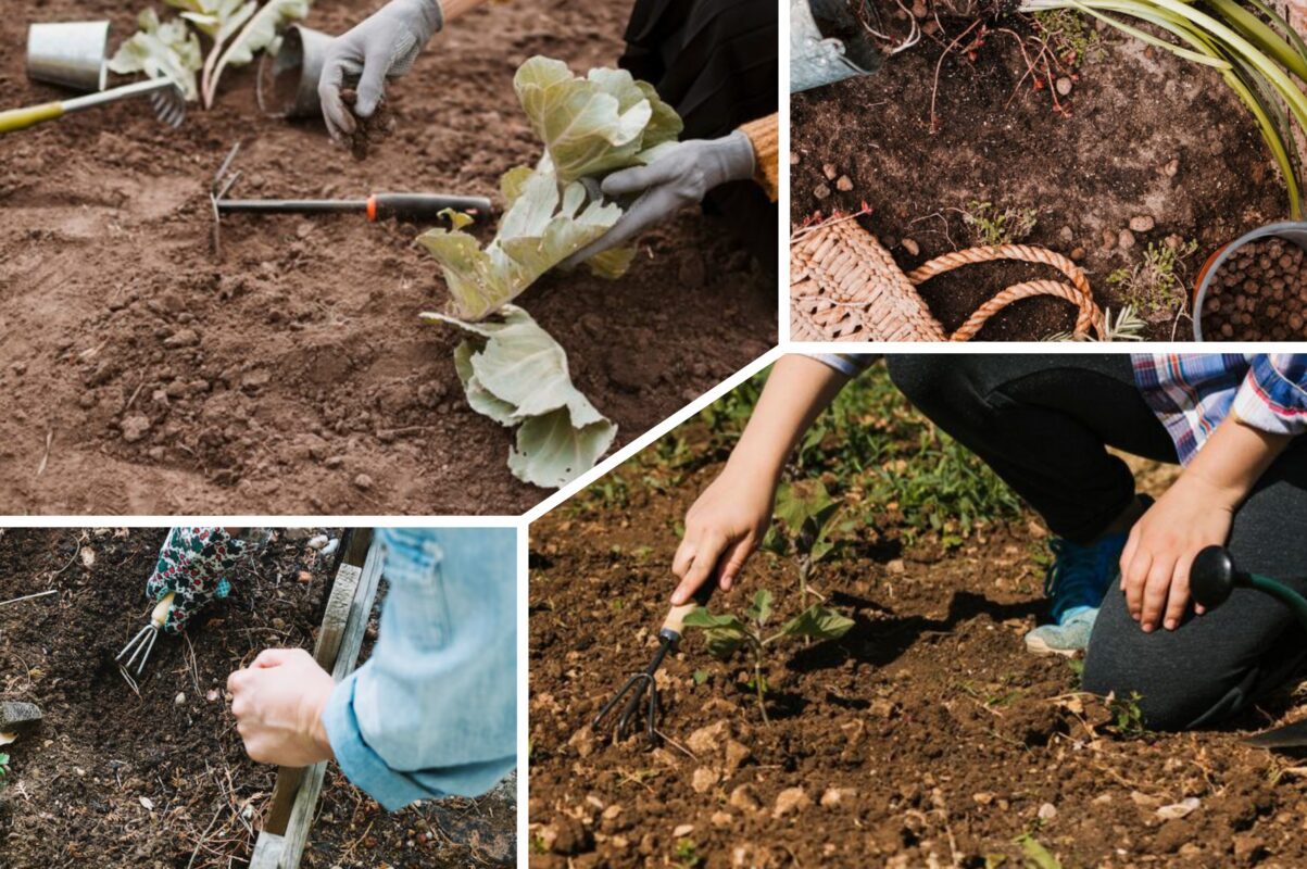 Городники розповіли, які сидерати потрібно посіяти восени 2025