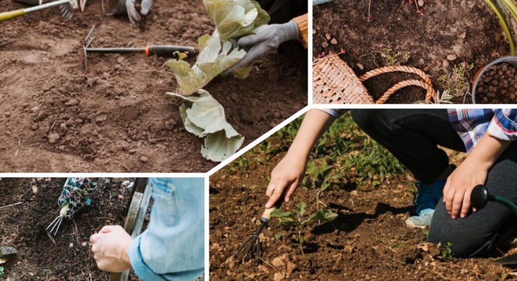 Посійте ці 4 сидерати восени 2025: ось в чому секрет успішного врожаю рослин 