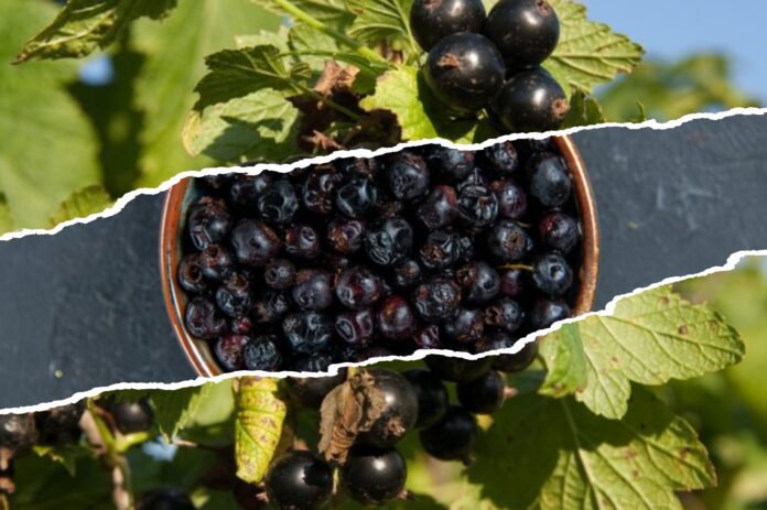 Експерт розповів, який сорт чорної смородини найкращий 