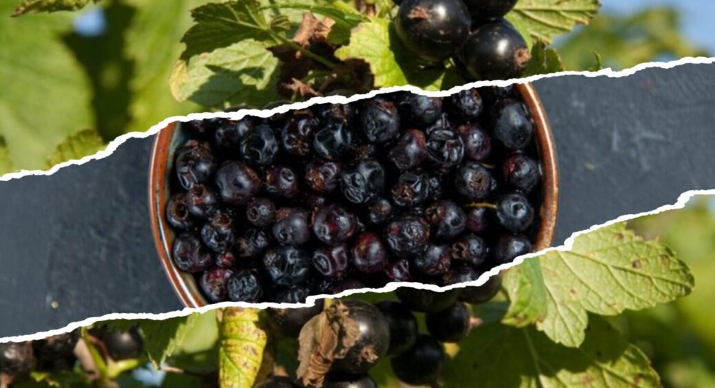 Чорна смородина розміром з вишню: запам’ятайте цей сорт на 2026 рік – дає по відру з куща 