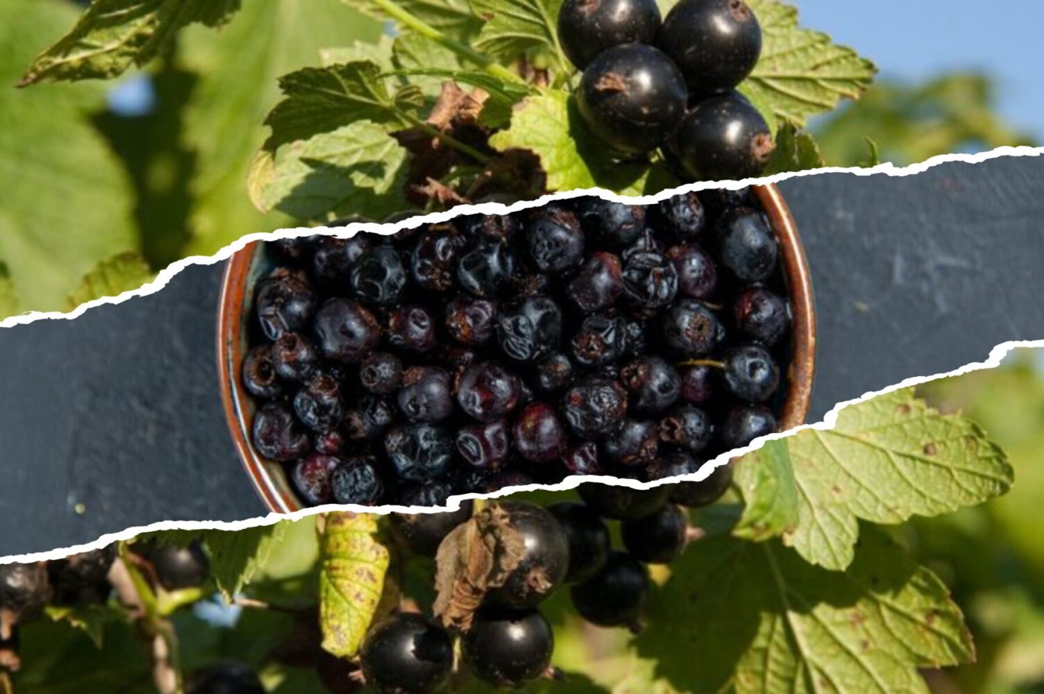 Садівники розповіли, як правильно доглядати за смородиною восени