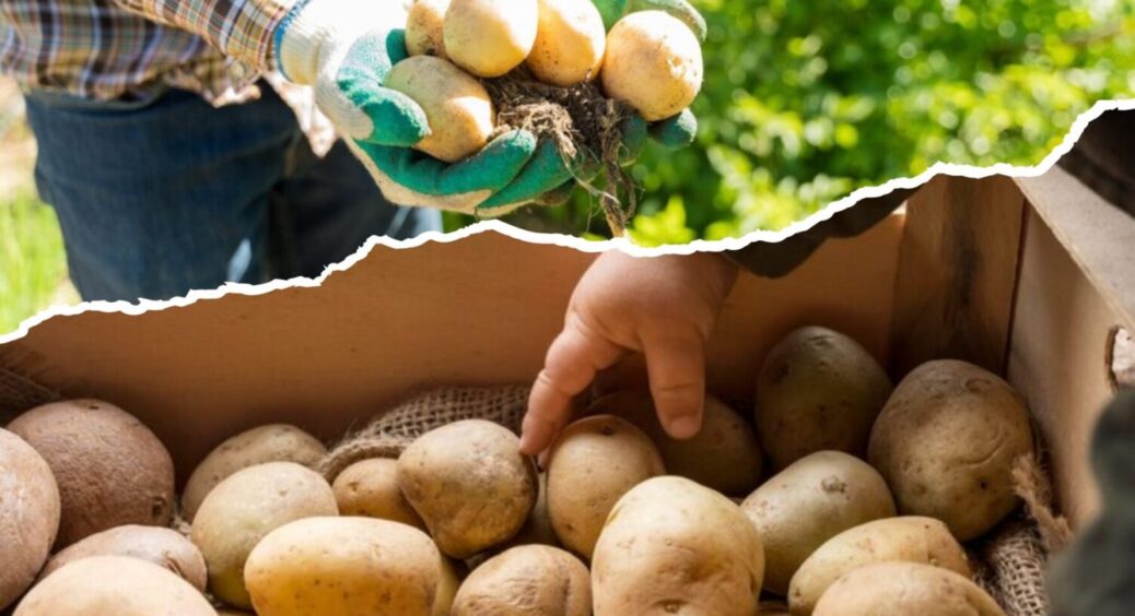 На Львівщині обирають лише 3 сорти картоплі — зберігаються по 10 місяців без підвалу 