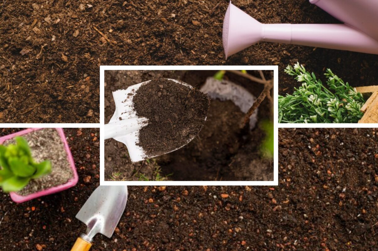 Городники назвали список сидератів, які слід висіяти у вересні 2025