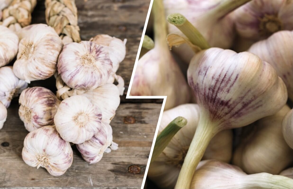 Садівники пояснили, які 4 сорти часнику стали фаворитами у 2025 році