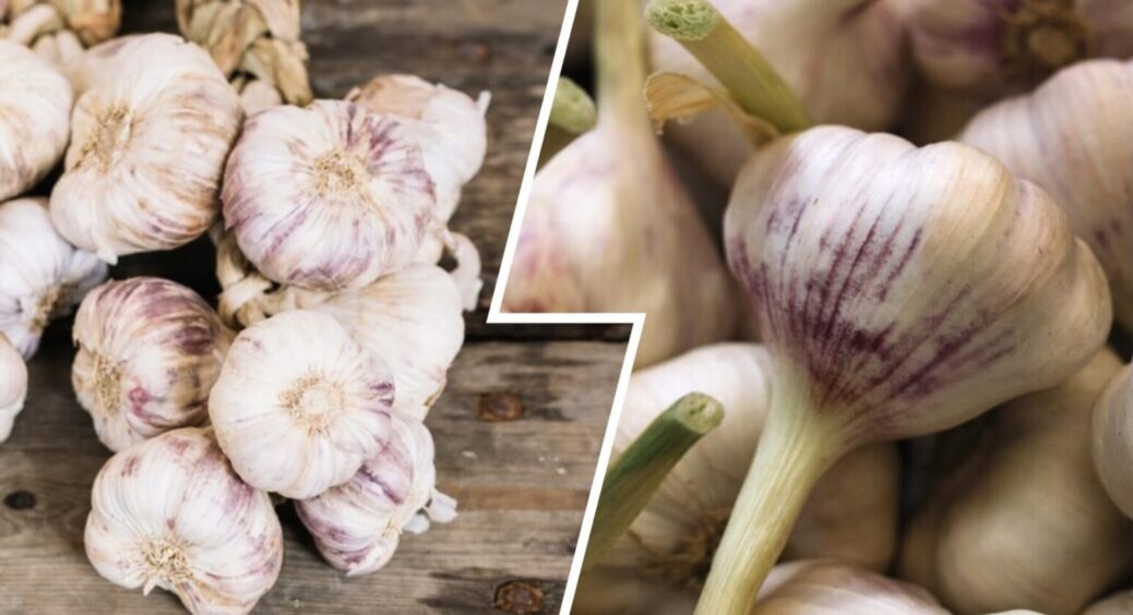 Зробіть ЦЕ вже у вересні 2025: найкращий час для посадки озимого часнику восени 