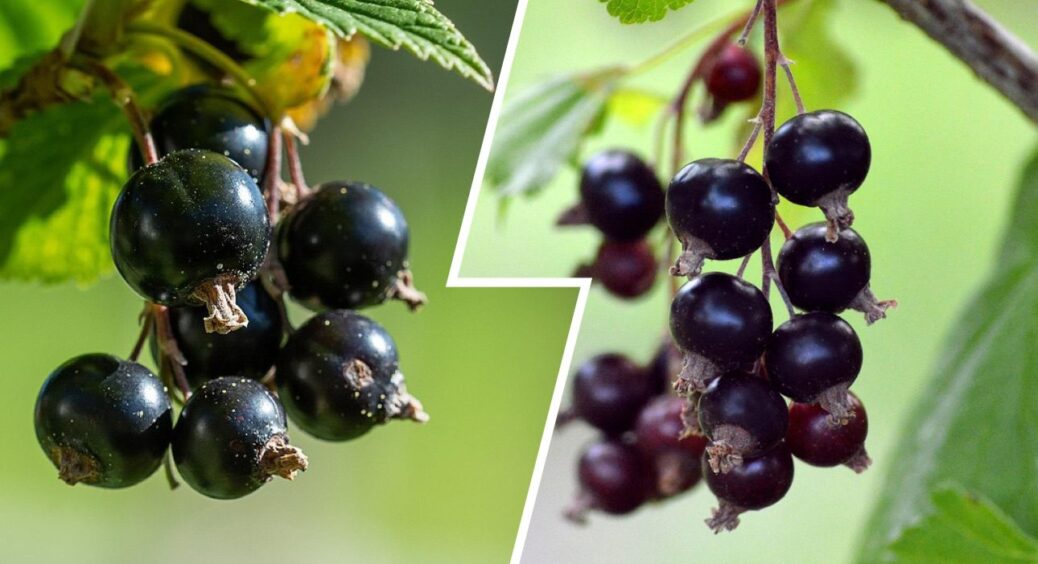 1 підживка у вересні – і врожай 2026 буде рекордним: ось чим підживлюю смородину восени 