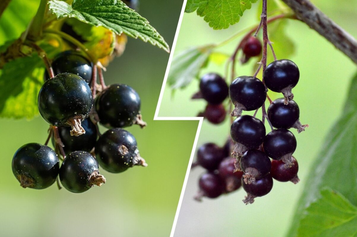 Експерт розповів, чим підживити смородину наприкінці жовтня