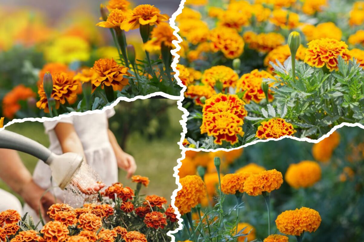 Садівники пояснили, що обов'язково потрібно зробити з чорнобривцями в жовтні