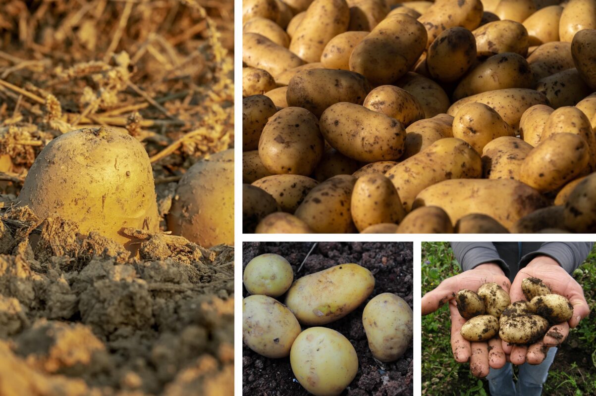 Городники розповіли, як правильно зберігати картоплю без погребу