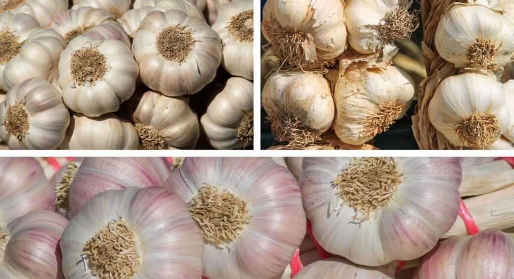 Пролежить без погребу 365 днів: ось як правильно зберігати рожай часнику в 2025-2026 