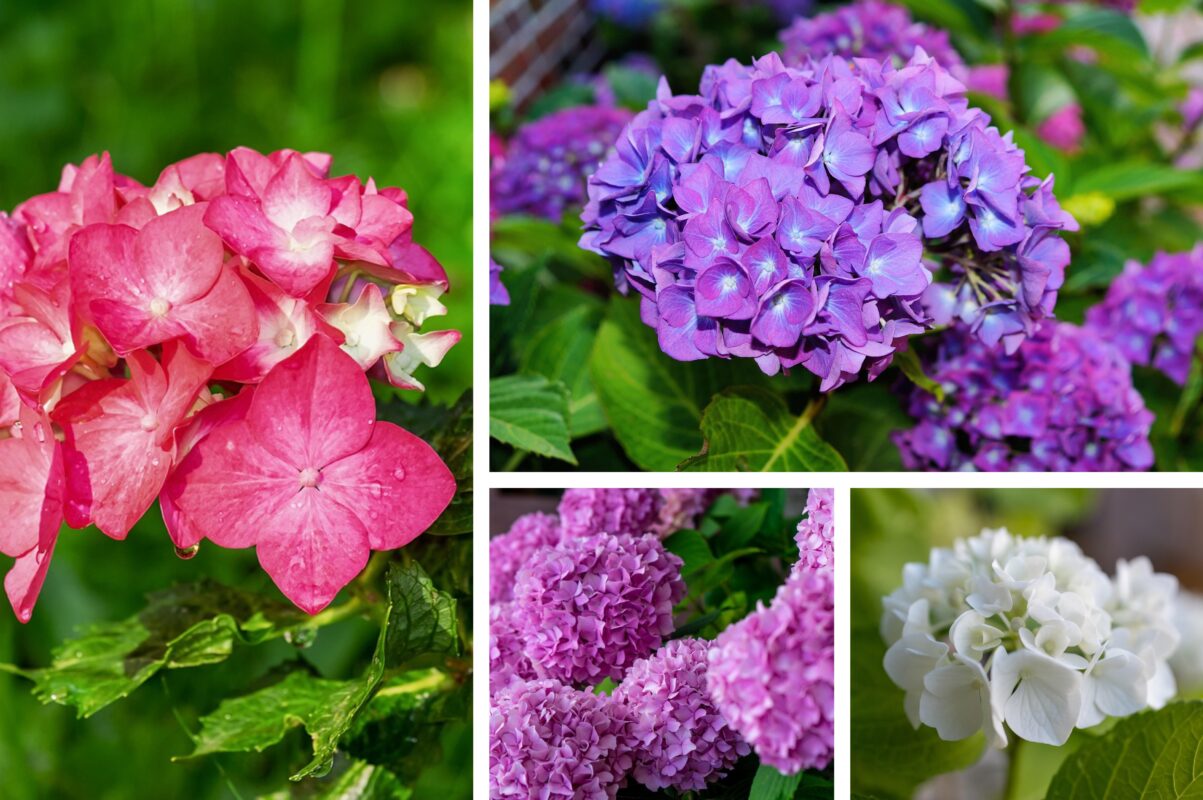 Квітникарі назвали найсприятливіший час для посадки гортензії