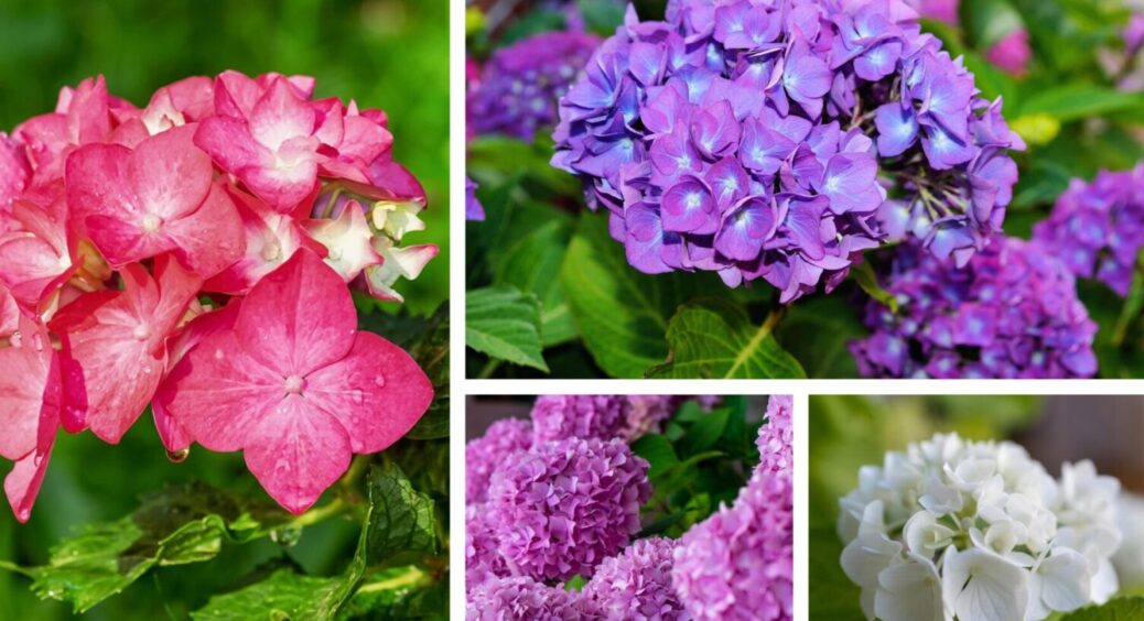 Осінь – ідеальний час для ЦЬОГО: висаджую гортензії восени – навесні цвітуть 24/7 