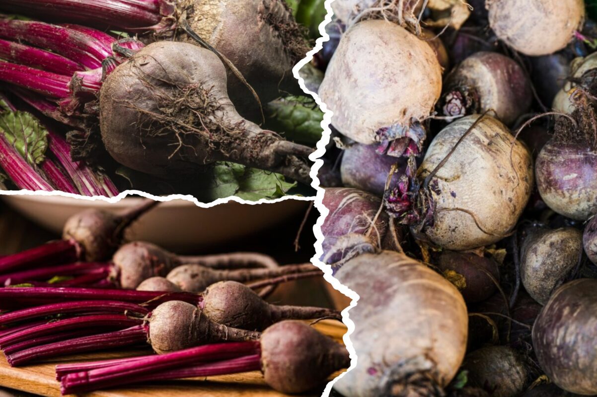 Агрономи розсекретили найкращий сорт буряка для посадки восени й навесні