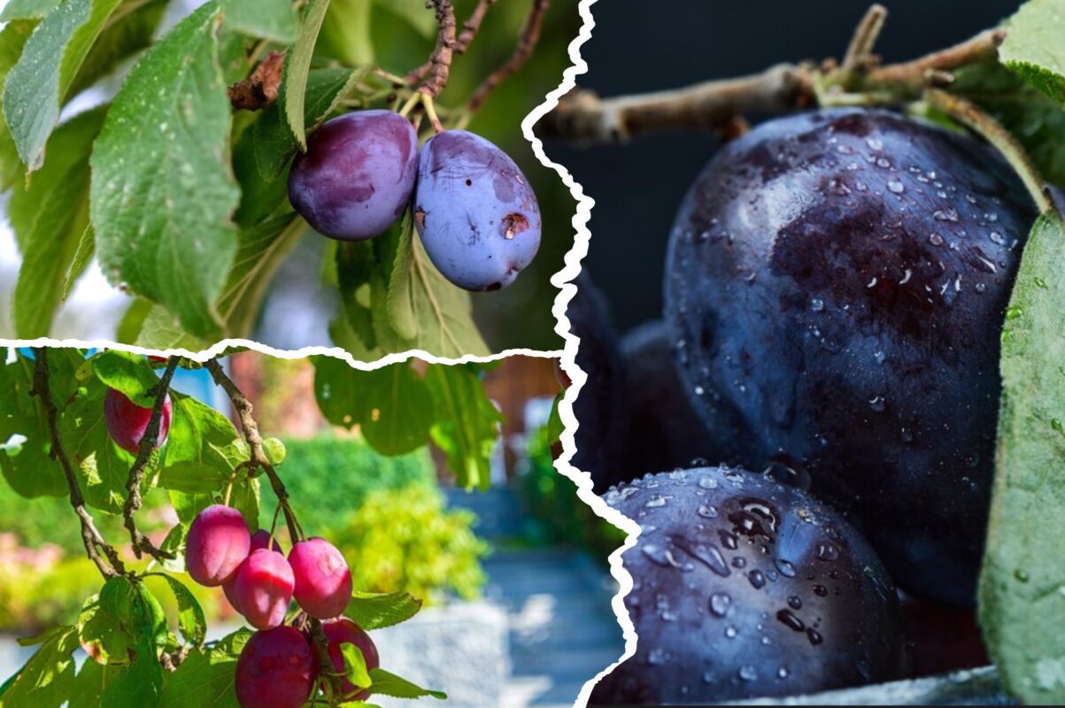 Городники розсекретили найефективніше вересневе добриво для сливи