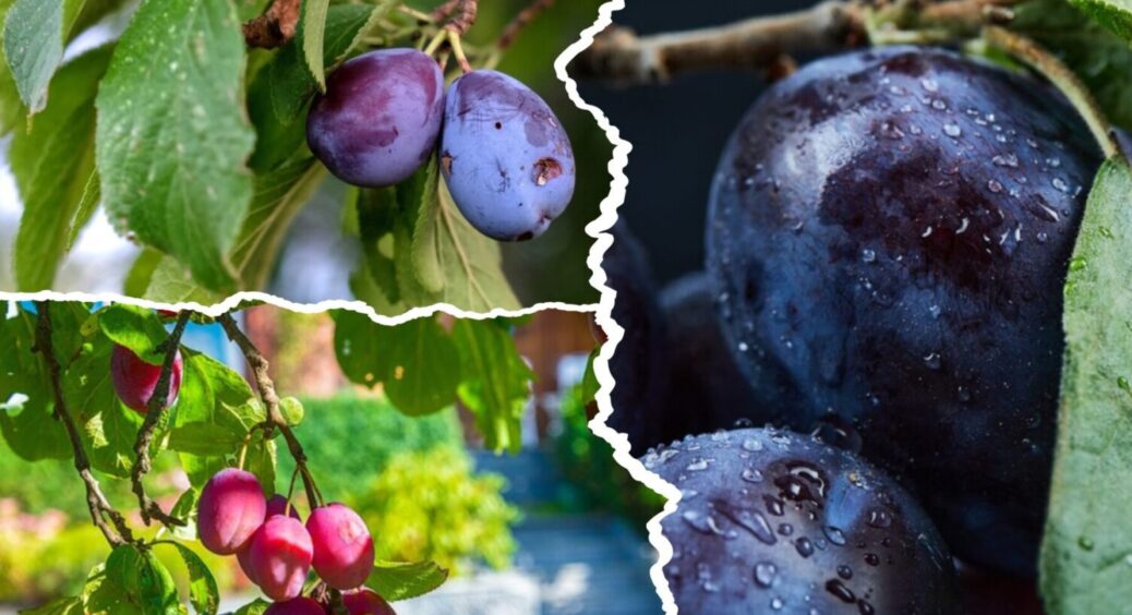 1 підживка під сливу – і врожай 2026 буде рекордним: що внести під дерево у вересні 2025 