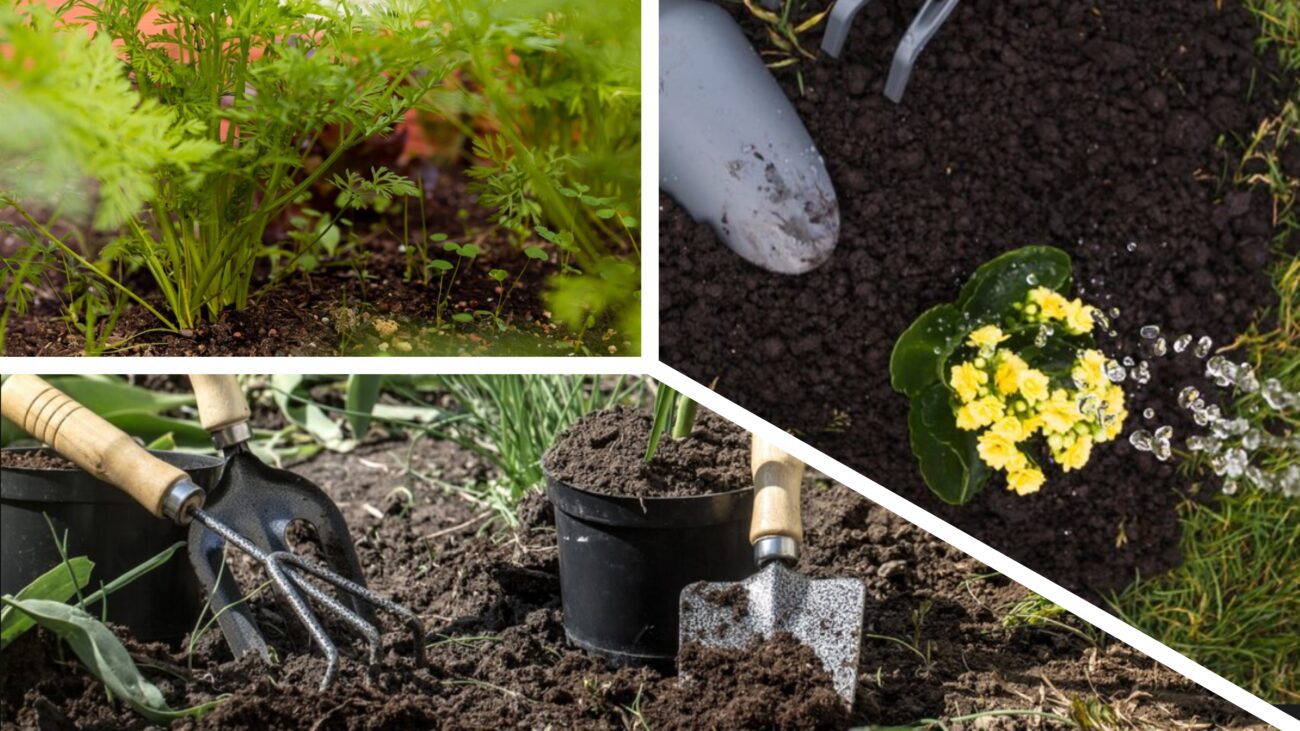 Аграрії розповіли, що посіяти після картоплі для відновлення ґрунту