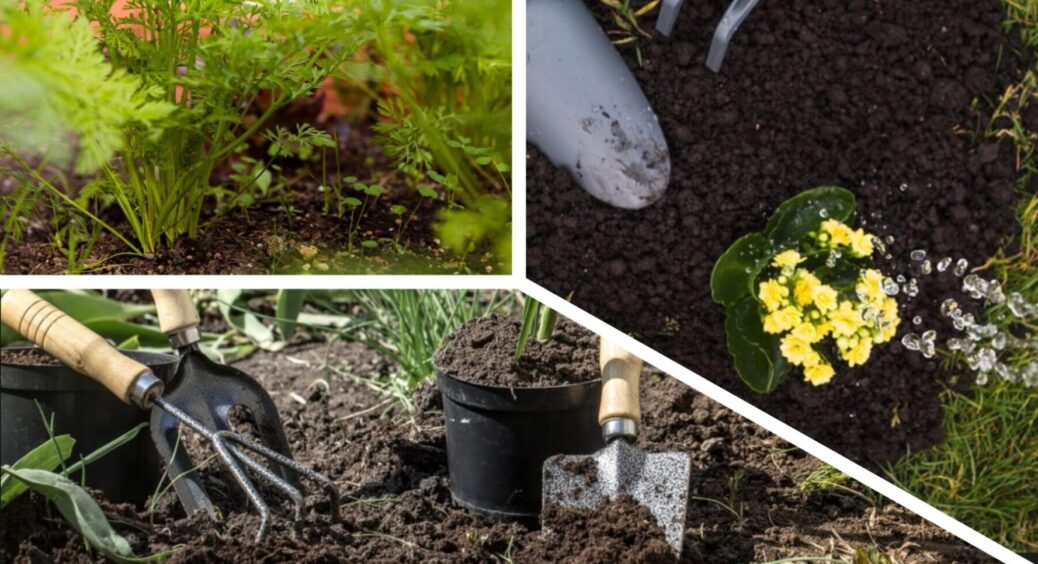 Найкращі сидерати 2025: що посіяти до кінця вересня, щоб покращити ґрунт після дачного сезону 