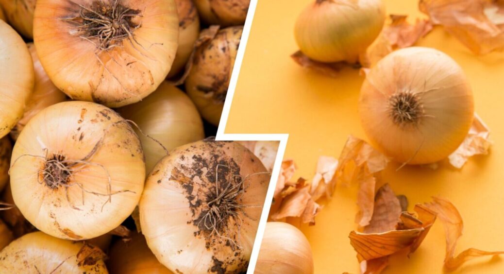 Цей сорт цибулі з Вінниччини не гниє й не стрілкує — 5 років поспіль видає стабільний урожай 