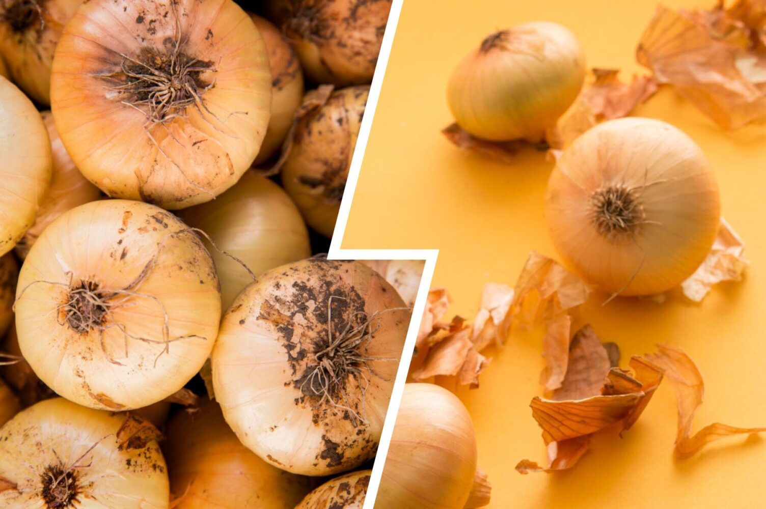 Дачники розповіли, наскільки корисним є цибулеве лушпиння на городі