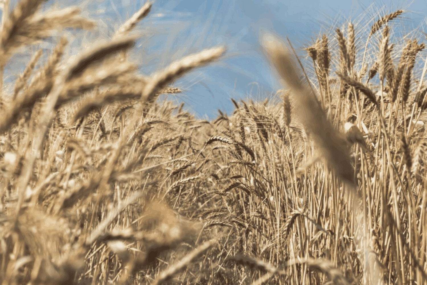 Городники розповіли, що посіяти на ділянці, щоб бурʼяни не росли