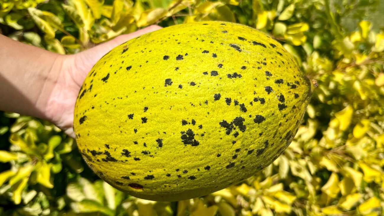 Ці 4 стабільно дають високий врожай: сорти динь, які вродять і в спеку, і в холод, і в Одесі, і у Львові