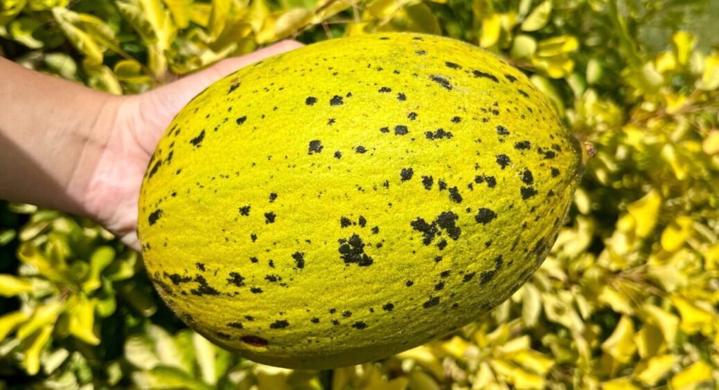 Вродять і в спеку, і в холод, і в Одесі, і у Львові: ці 4 сорти динь – стабільніші за курс срібла 