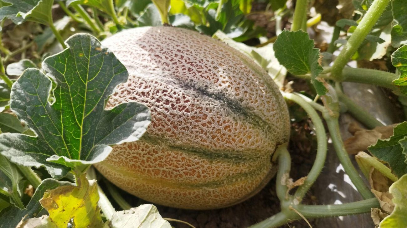 Фермери назвали найкраще добриво для дині у вересні