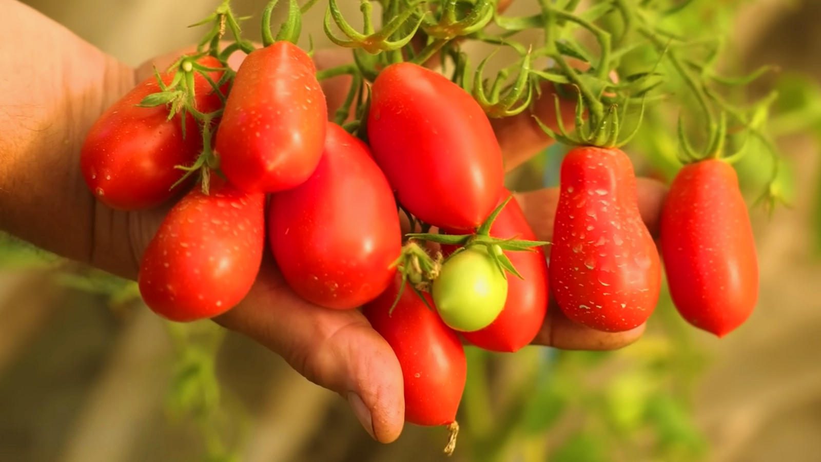 Аграрії назвали добриво, яке прискорює дозрівання помідорів