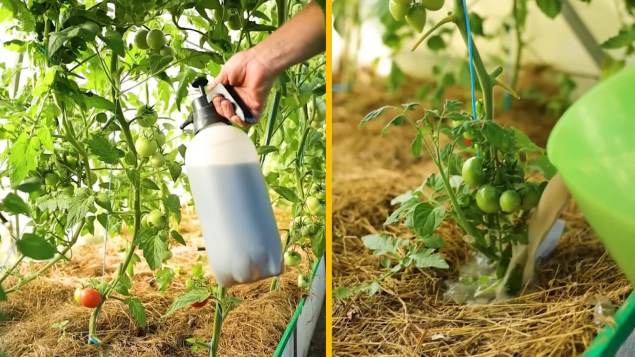 Городники порадили найкраще осіннє підживлення для прискорення дозрівання помідорів