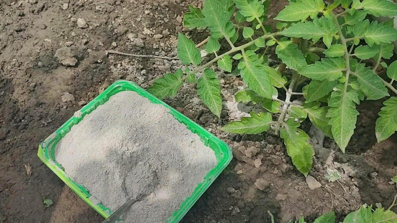 Фермери показали 2 способи використання золи для підживлення городу