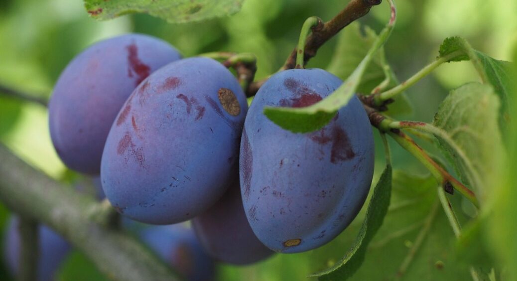 По 5 ложок під кожне дерево: як повернути сливам фосфор, калій і кальцій – обімлієте від урожаю 