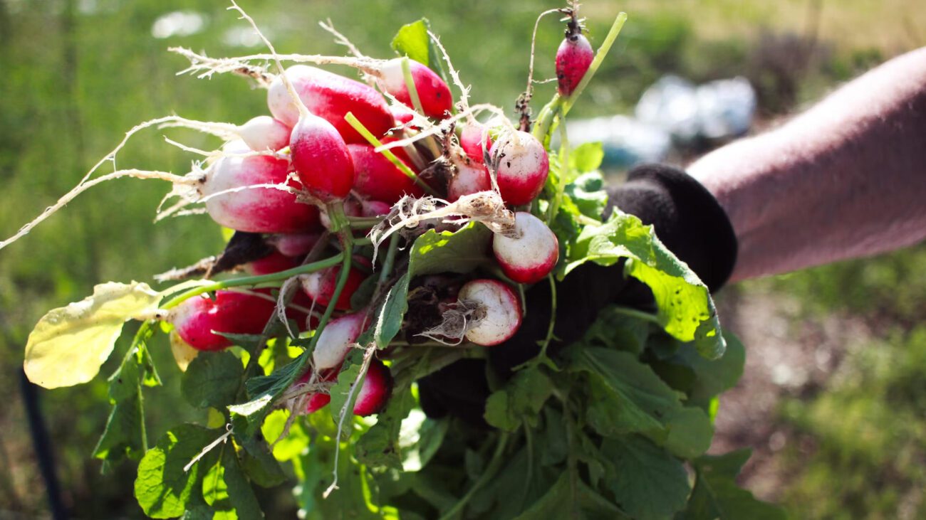 Городники показали метод посіву редиски у вересні, який дає щедрий врожай