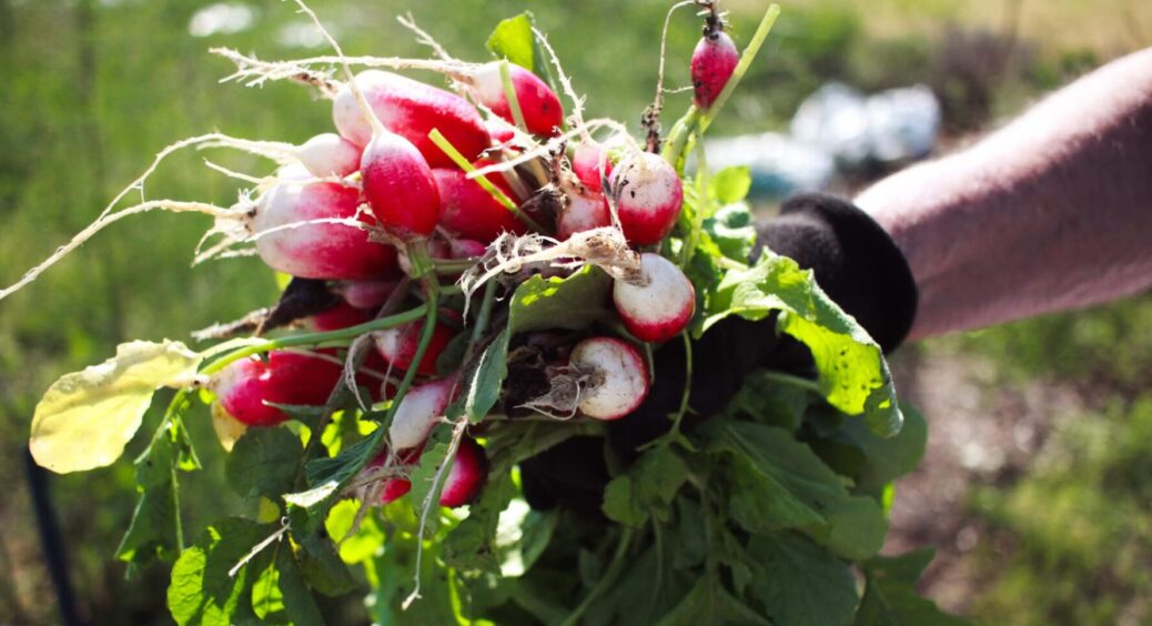 Вересень прийшов, біжу за насінням редиски: київський метод посіву – урожай “ого-го” 