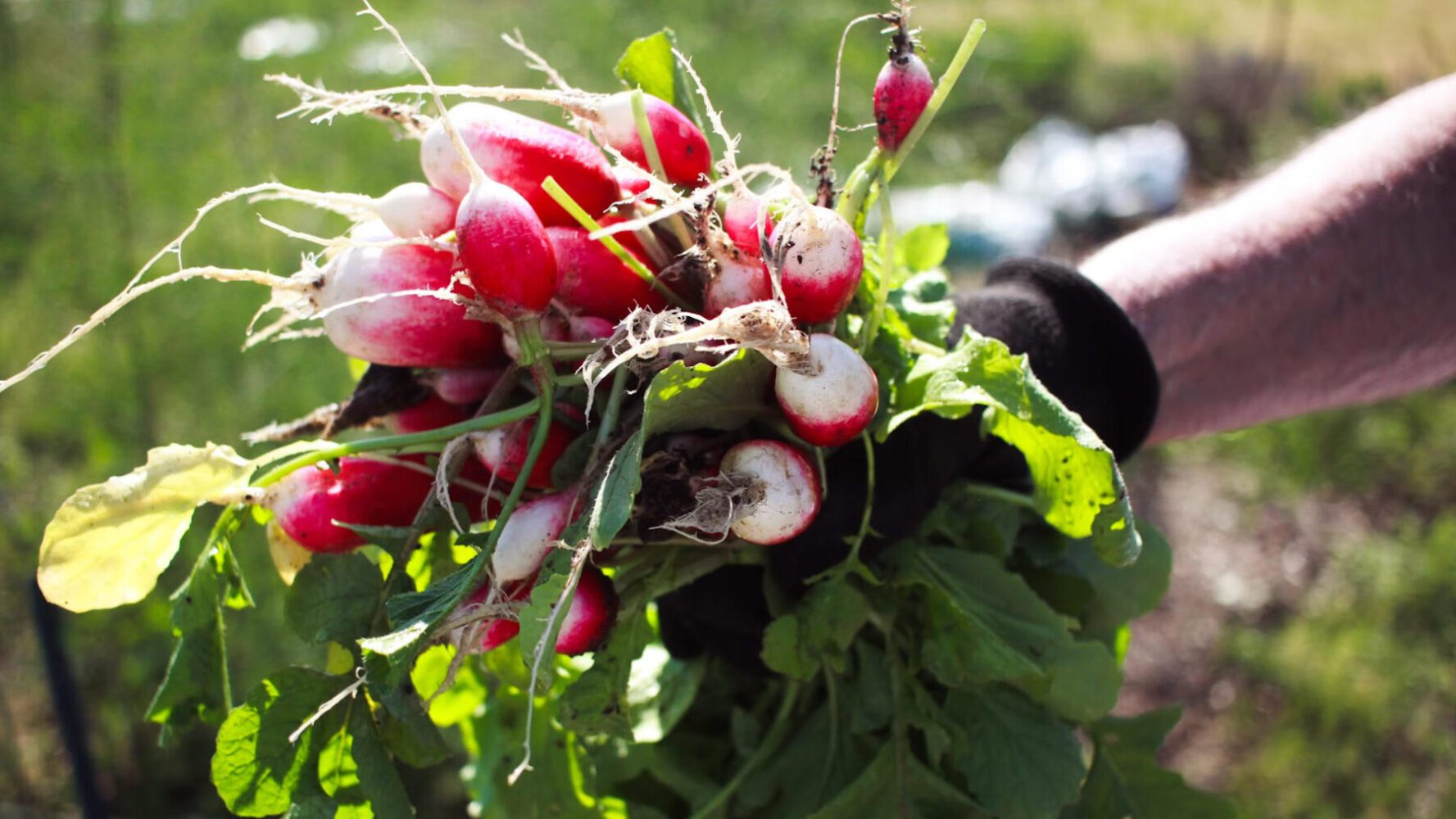 Дачники розповіли, як виростити редиску в домашніх умовах за 25 днів