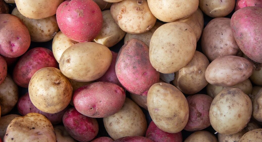 Восени на грядку вношу це, навесні висаджую картоплю: збираю по 2 відра урожаю з куща 