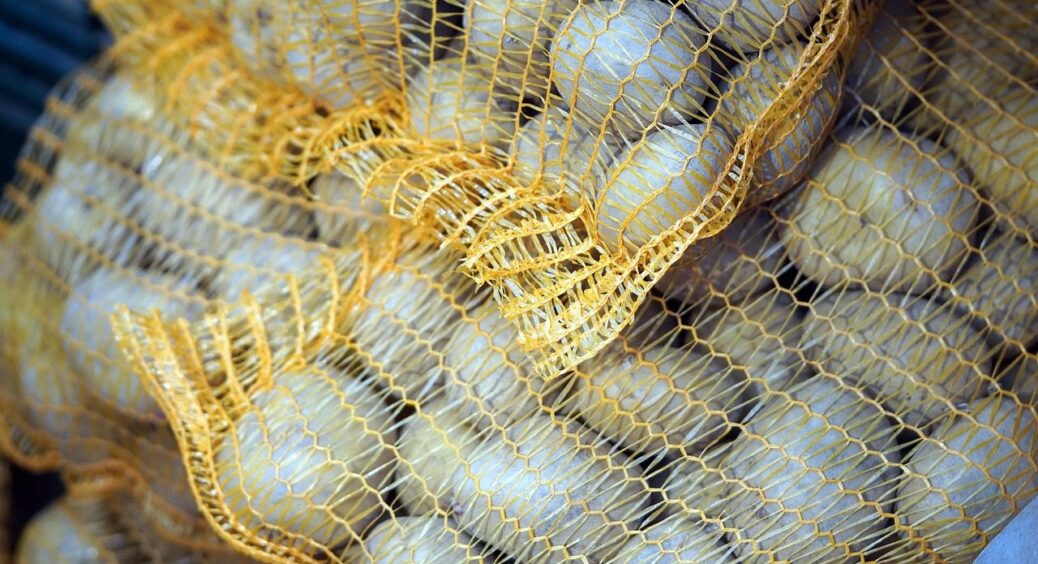 На Полтавщині фермери визначили 3 сорти картоплі, які не гниють у мішках навіть через 6 місяців 