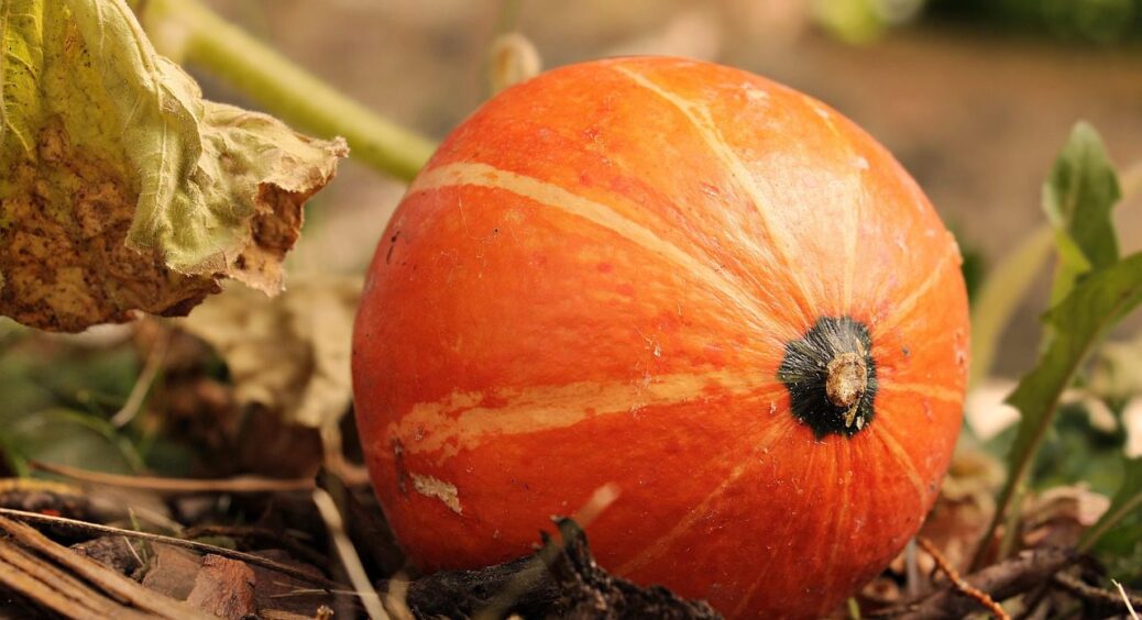 На Полтавщині обирають лише 3 сорти гарбузів — зберігаються по 10 місяців без льоху 