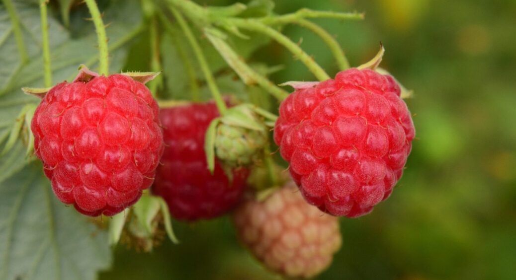 Приріст у 5 кг ягід в 2026-му: збільшити врожайність малини на кущах допоможе 1 хитрість 