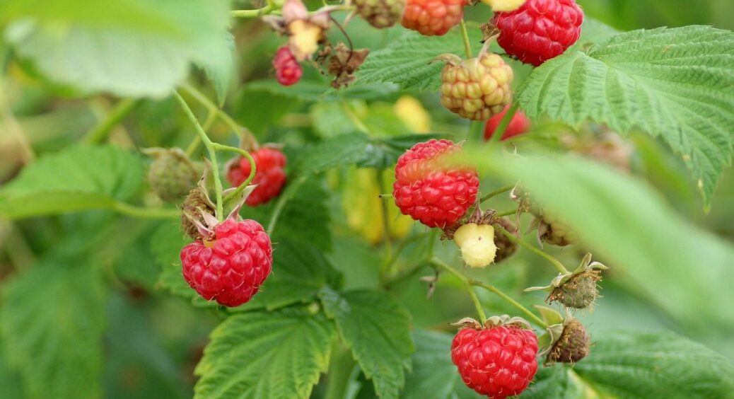 З року в рік у вересні даю під кущі малини лише 1 засіб – урожай ягід множиться на 3 