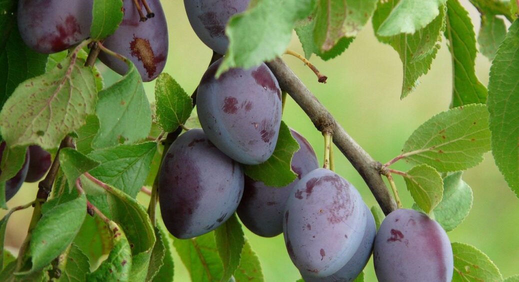 3 сорти сливи, які ідеально підходять на чорнослив: ледь не самі перетворюються на сухофрукт 
