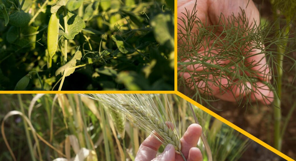 Схаменіться, бо врожаю не побачите як своїх вух: 5 “сидератів”, які не можна сіяти на городі 