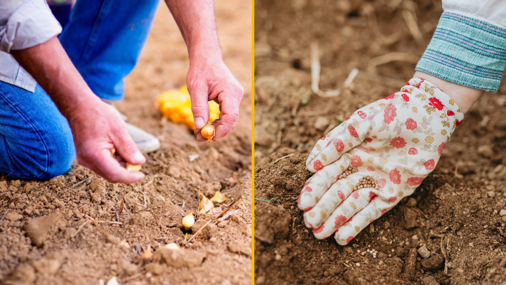 Агрономи назвали 5 овочів, які найкраще сіяти восени перед морозами