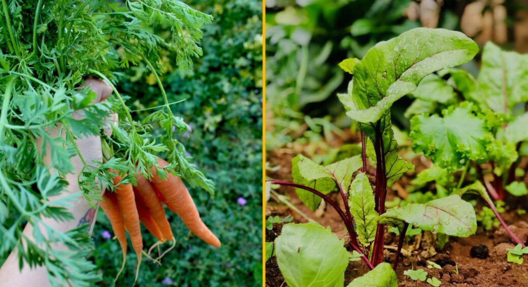 Які овочі потрібно сіяти на розсаду вже в лютому 2026, щоб отримати ранній урожай: повний список 